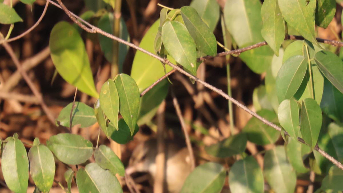 Carricero de Blyth - ML646829850