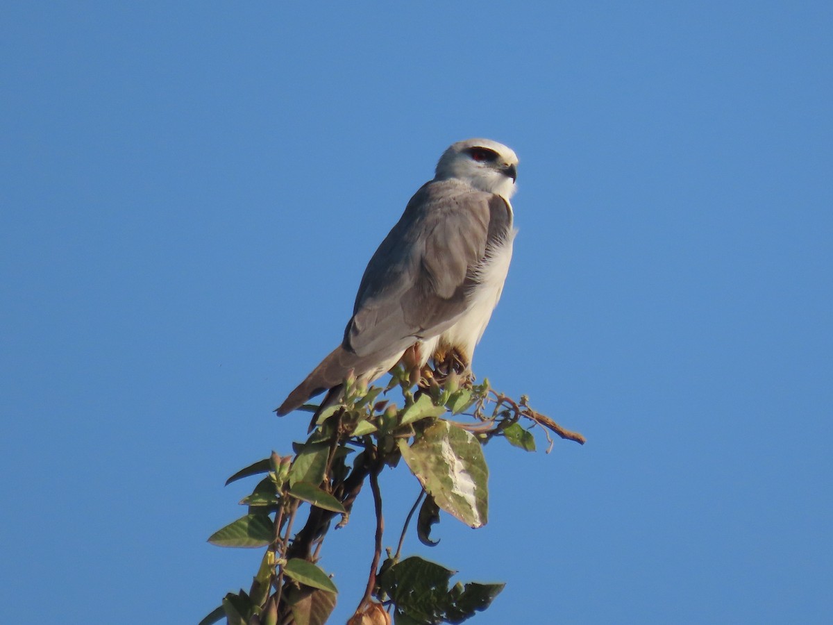 Black-winged Kite - ML646829857