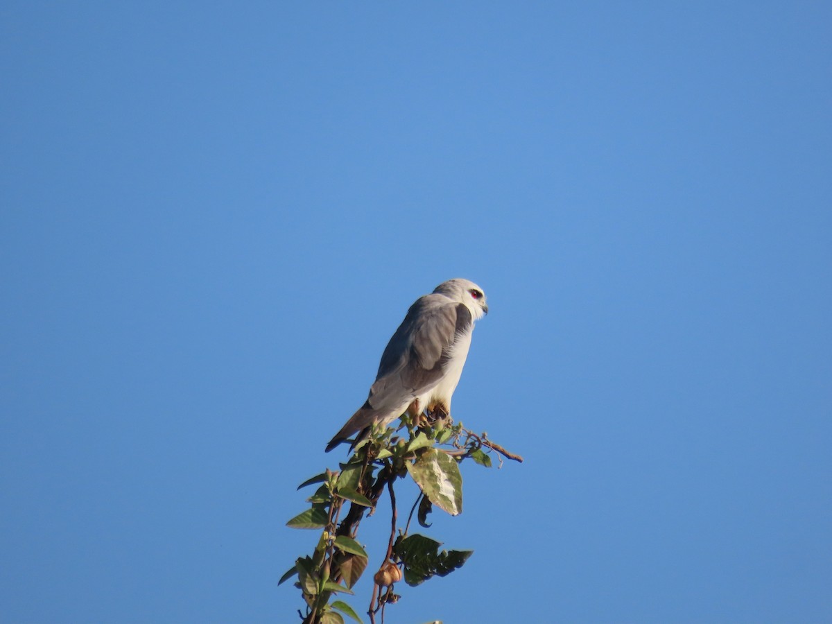 Black-winged Kite - ML646829858