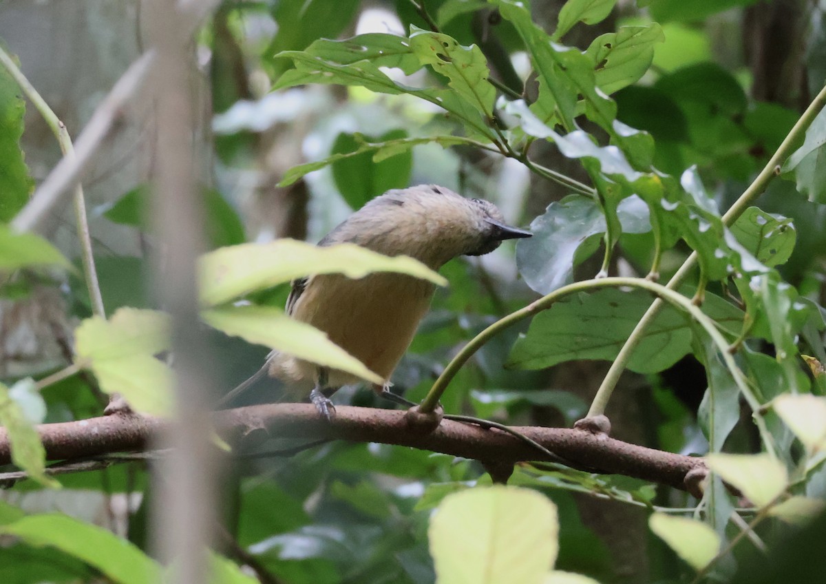 Picanzo de Bower - ML646829859