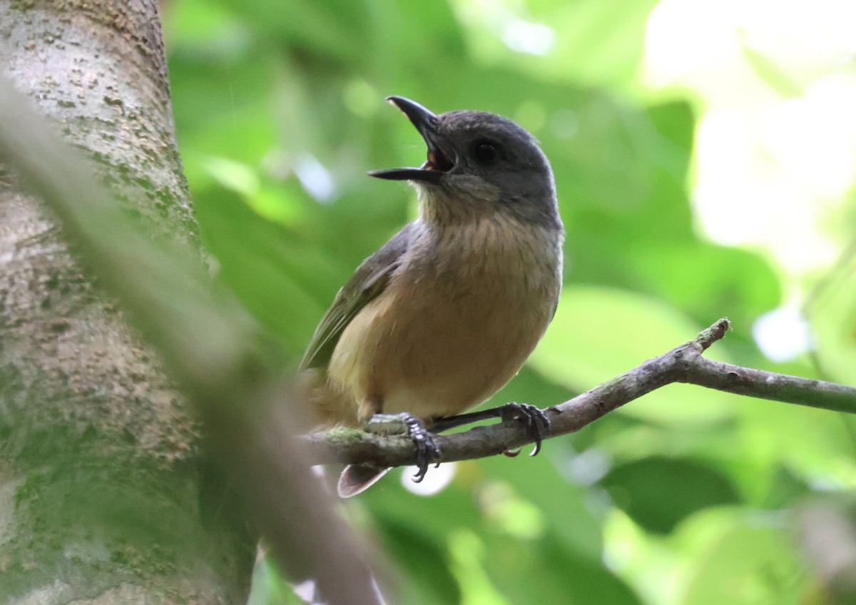 Picanzo de Bower - ML646829860