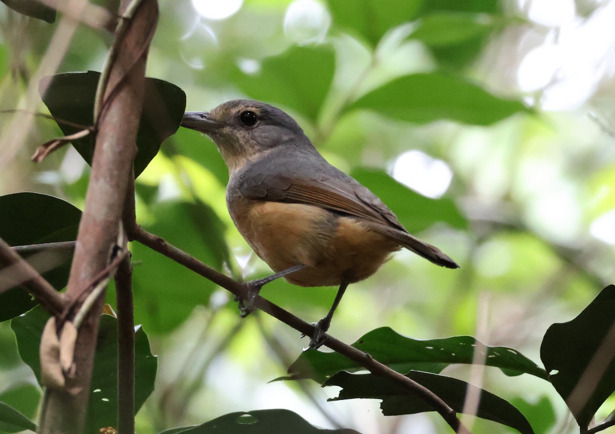 Picanzo de Bower - ML646829861