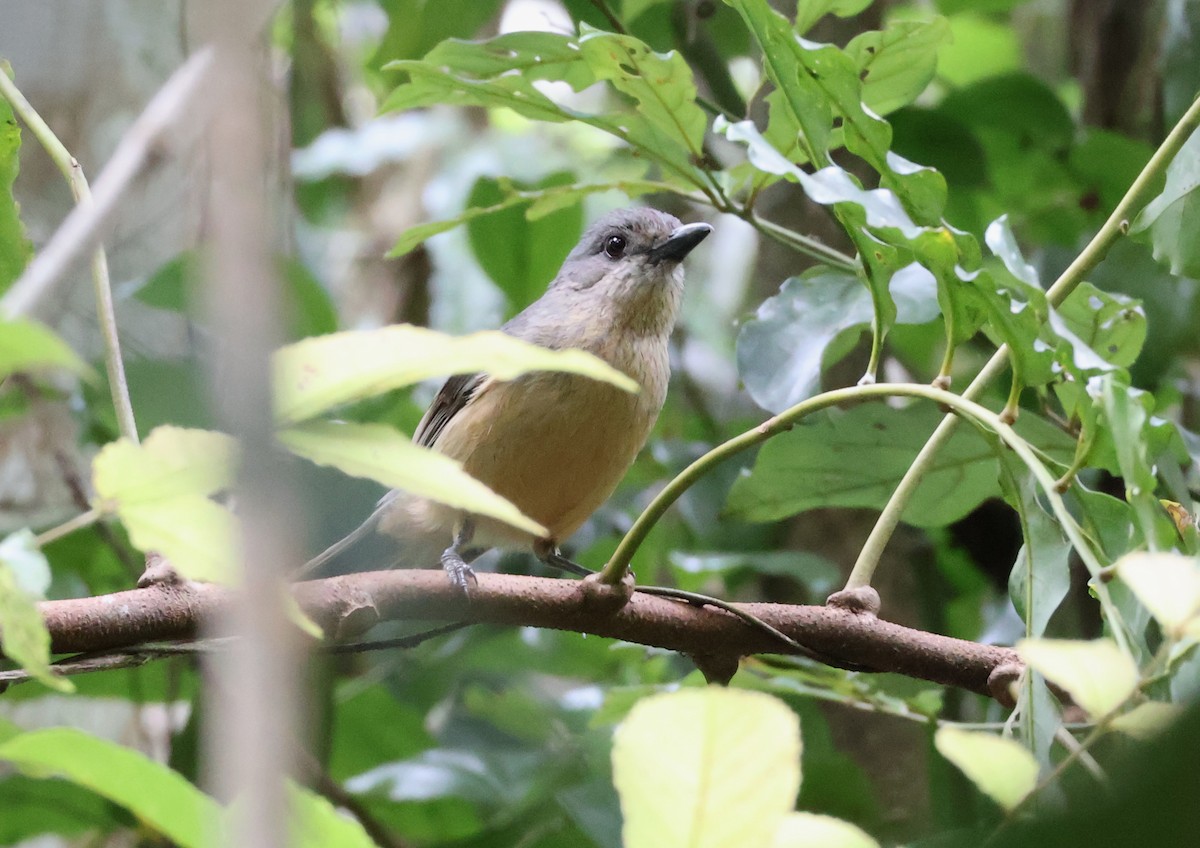 Picanzo de Bower - ML646829862
