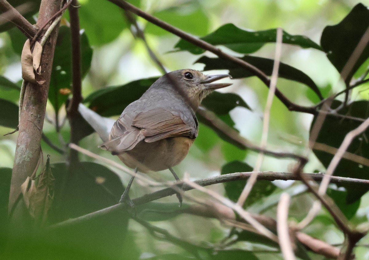 Picanzo de Bower - ML646829863
