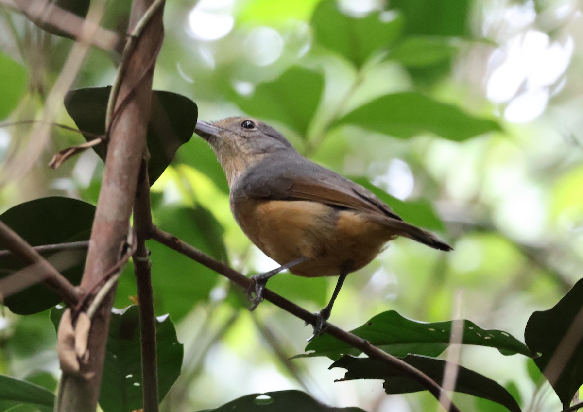 Picanzo de Bower - ML646829864