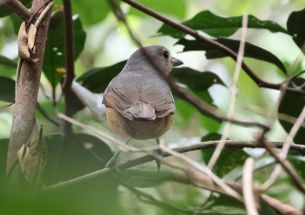 Picanzo de Bower - ML646829865