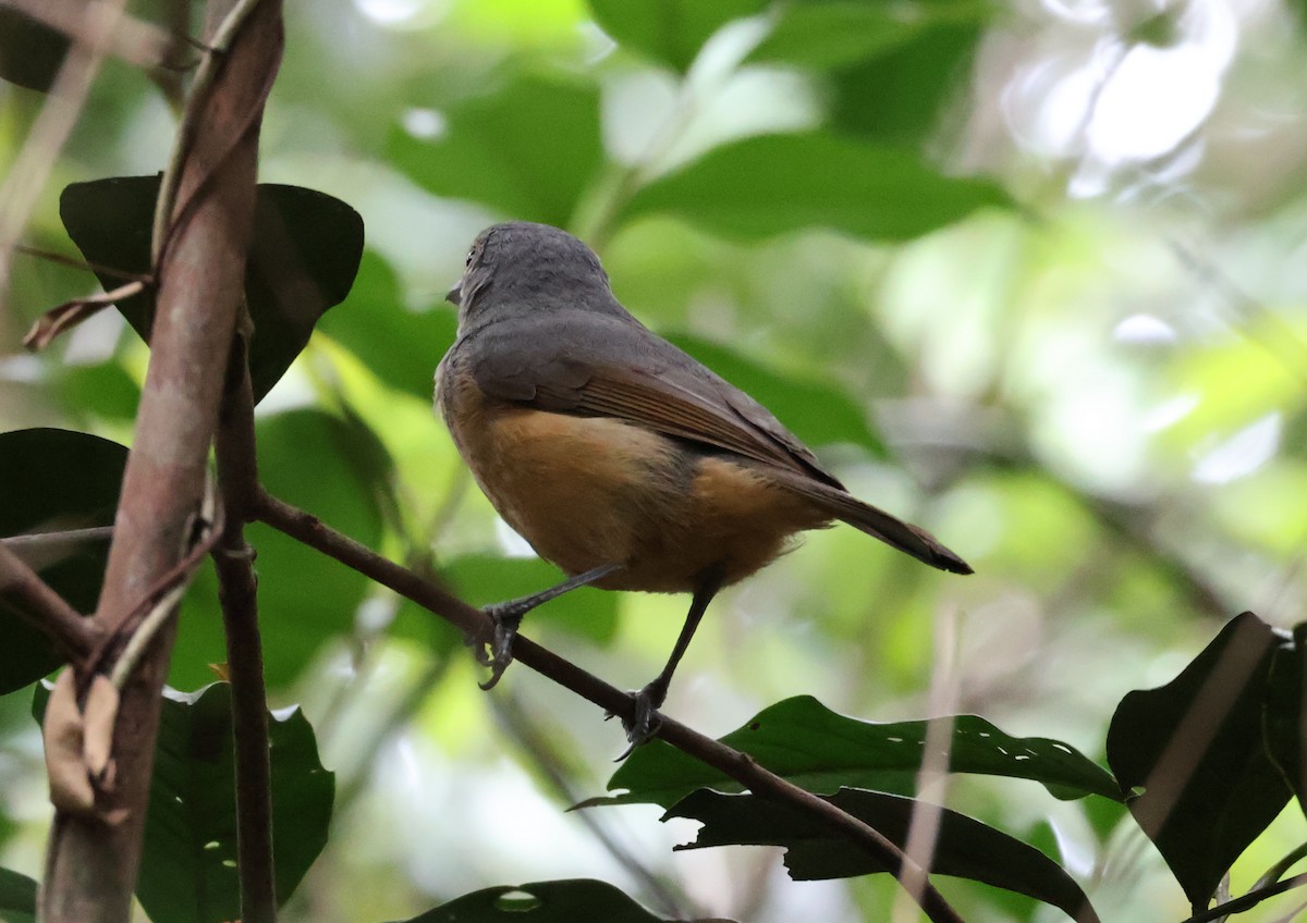 Picanzo de Bower - ML646829866