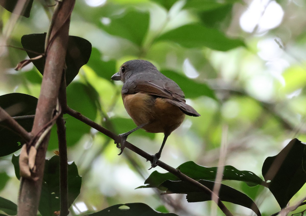Picanzo de Bower - ML646829867
