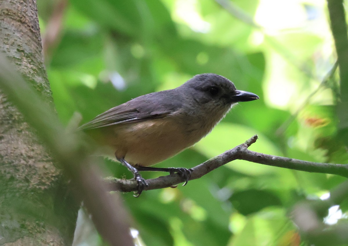 Picanzo de Bower - ML646829868