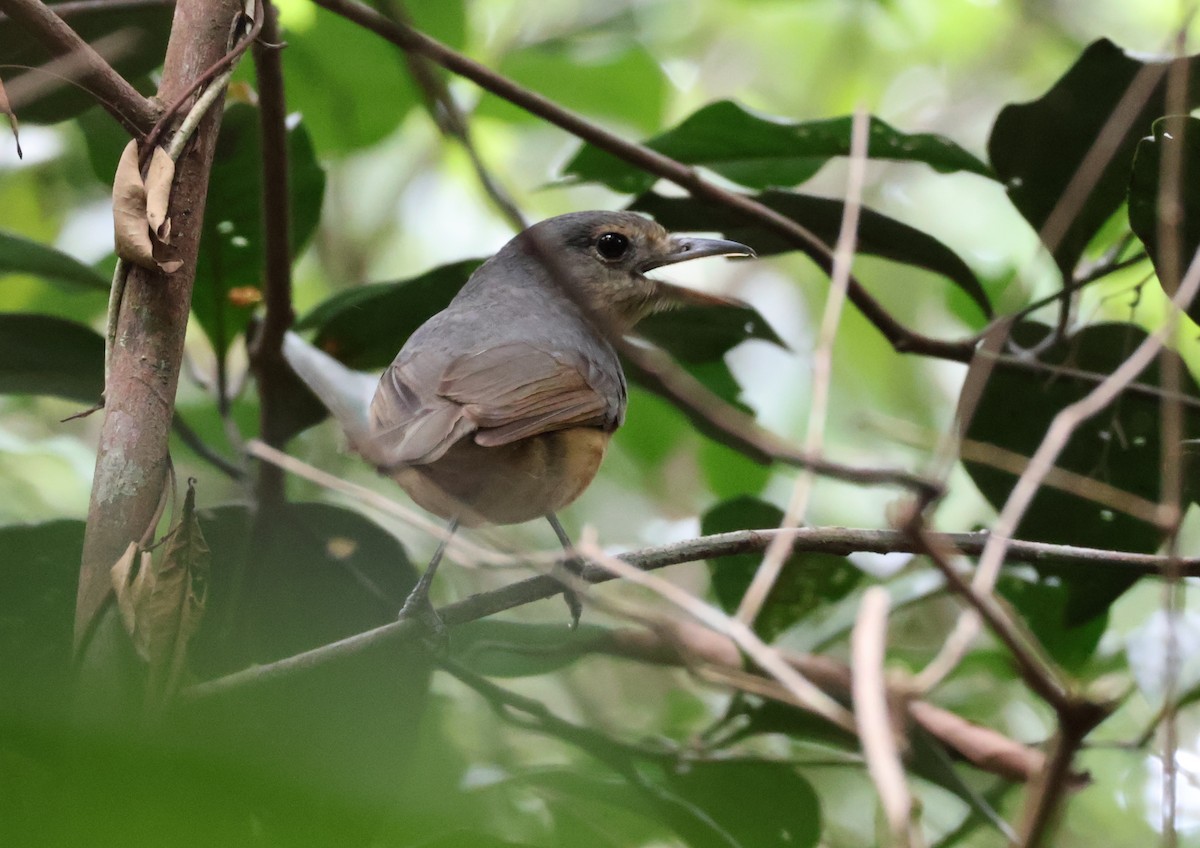 Picanzo de Bower - ML646829869