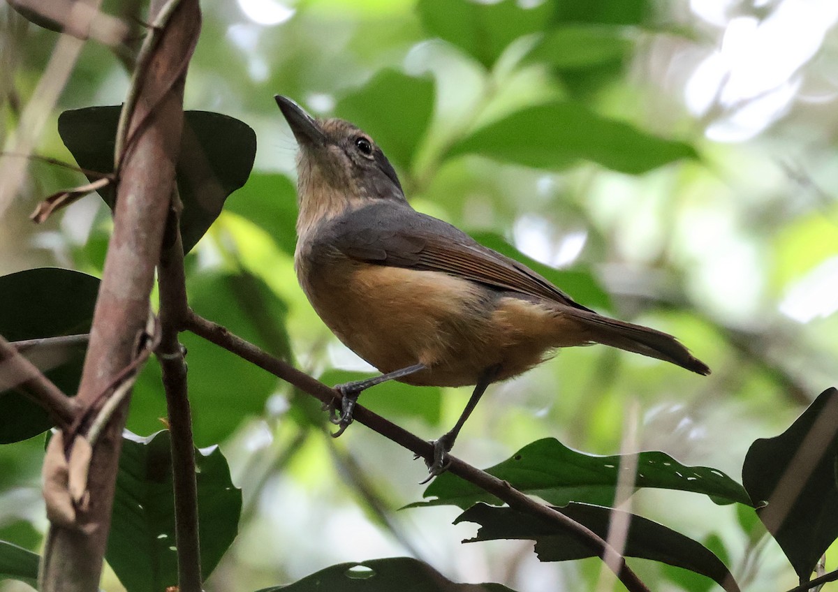 Picanzo de Bower - ML646829870