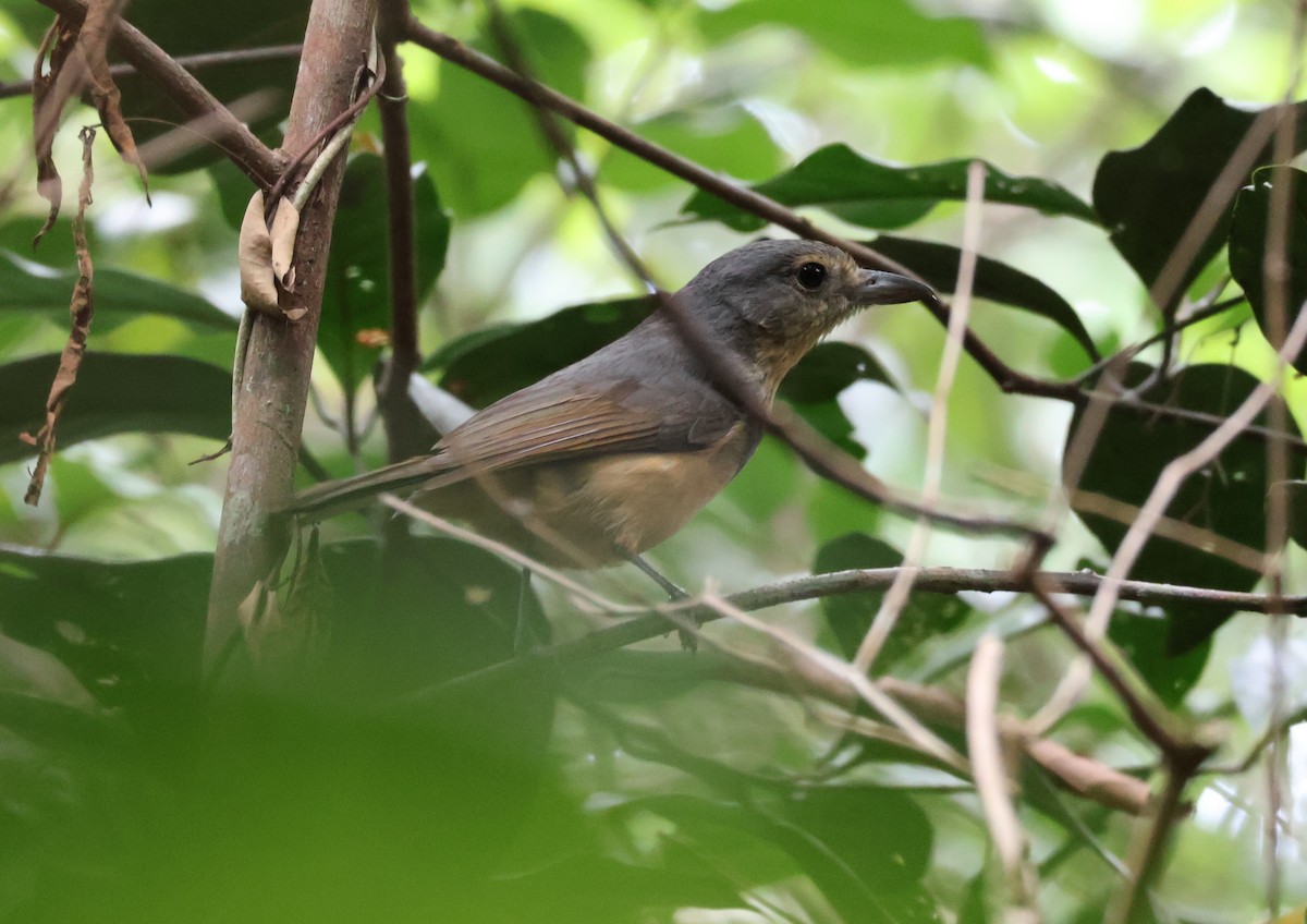 Picanzo de Bower - ML646829871