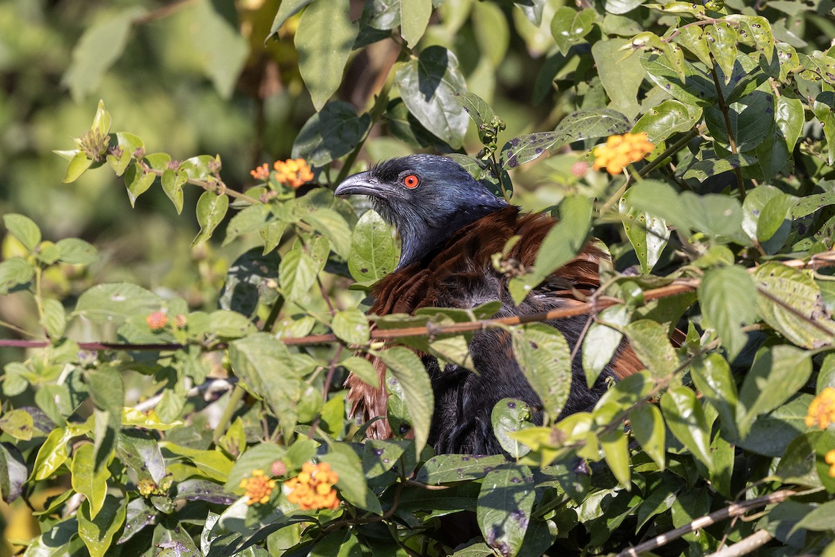 Коукал рудокрилий [група sinensis] - ML646829872