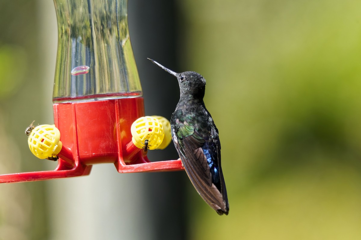 ゴシキインカハチドリ - ML646829874