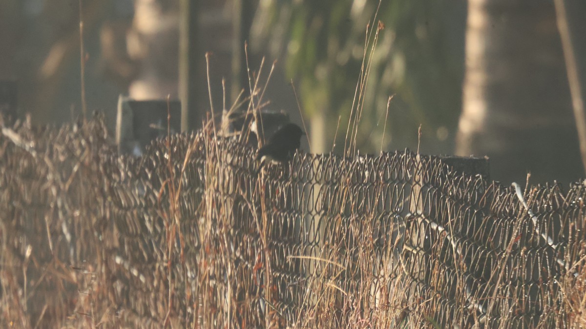 Tarabilla Pía - ML646829875