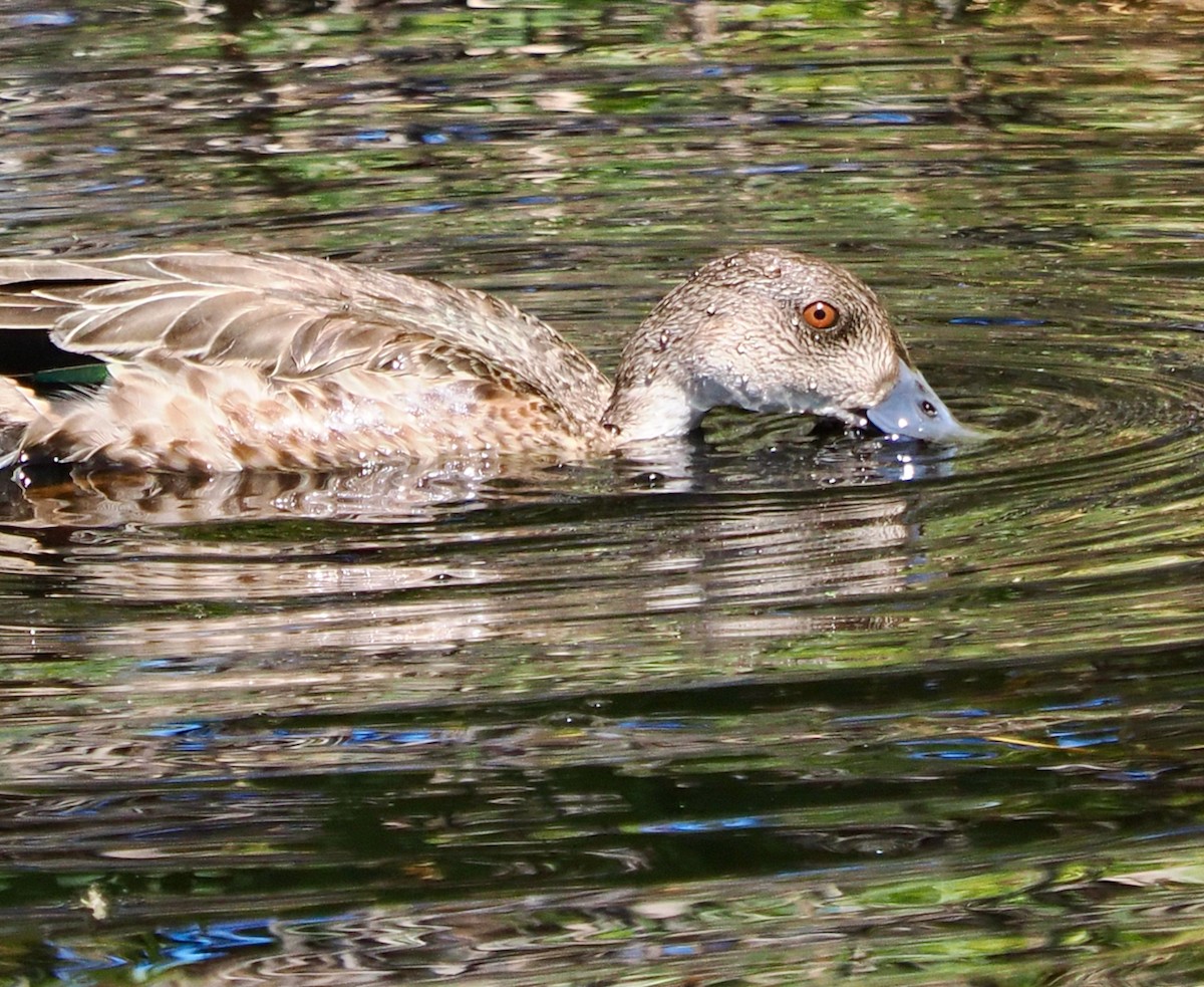 Australente - ML646829876