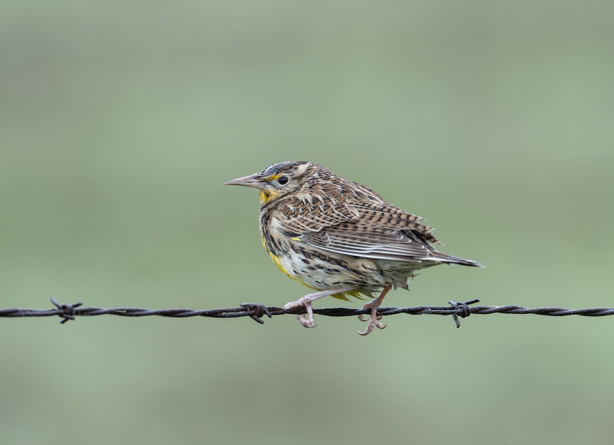 Western Meadowlark - ML646829879