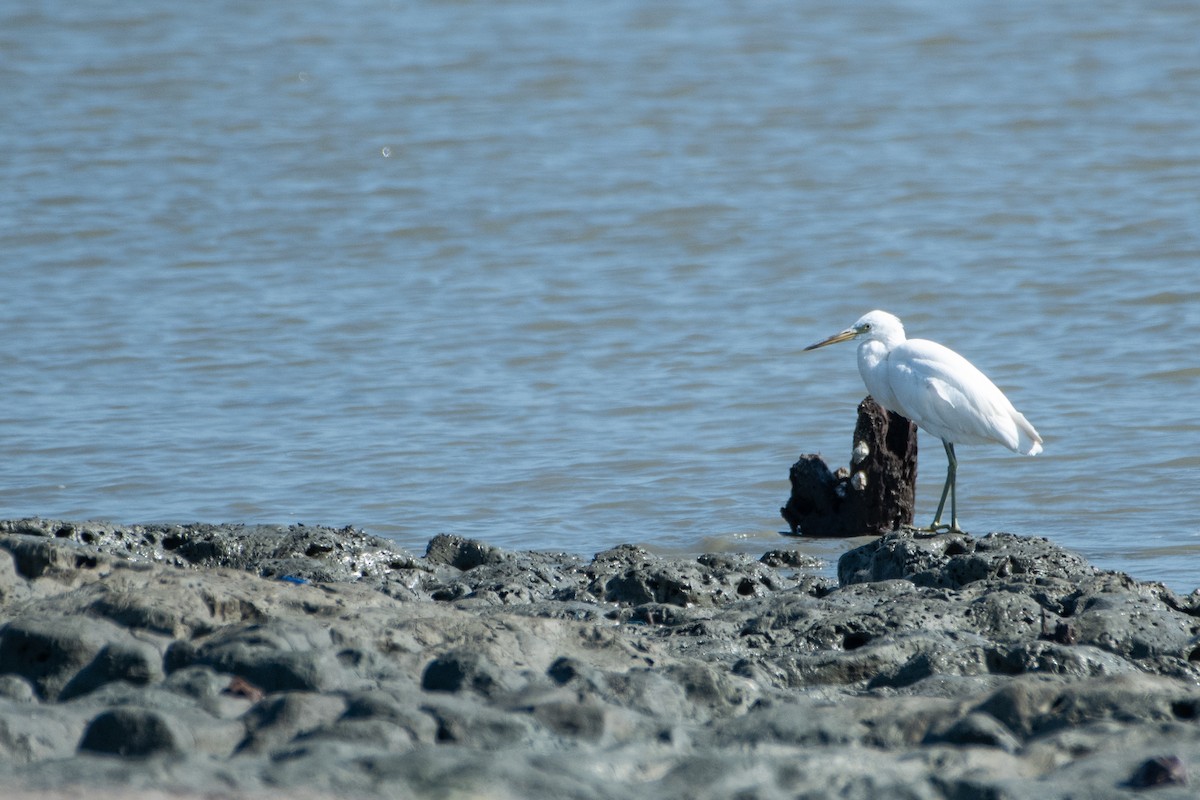 volavka žlutozobá - ML646829882