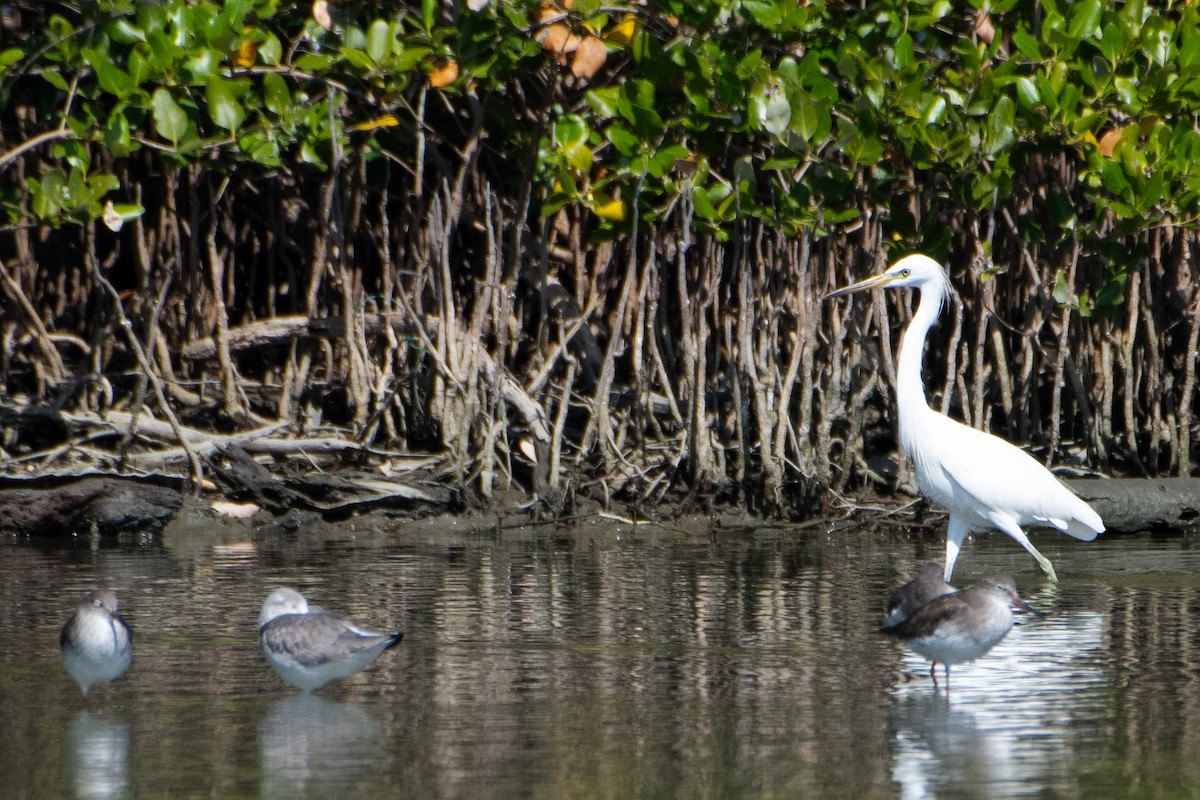 volavka žlutozobá - ML646829883