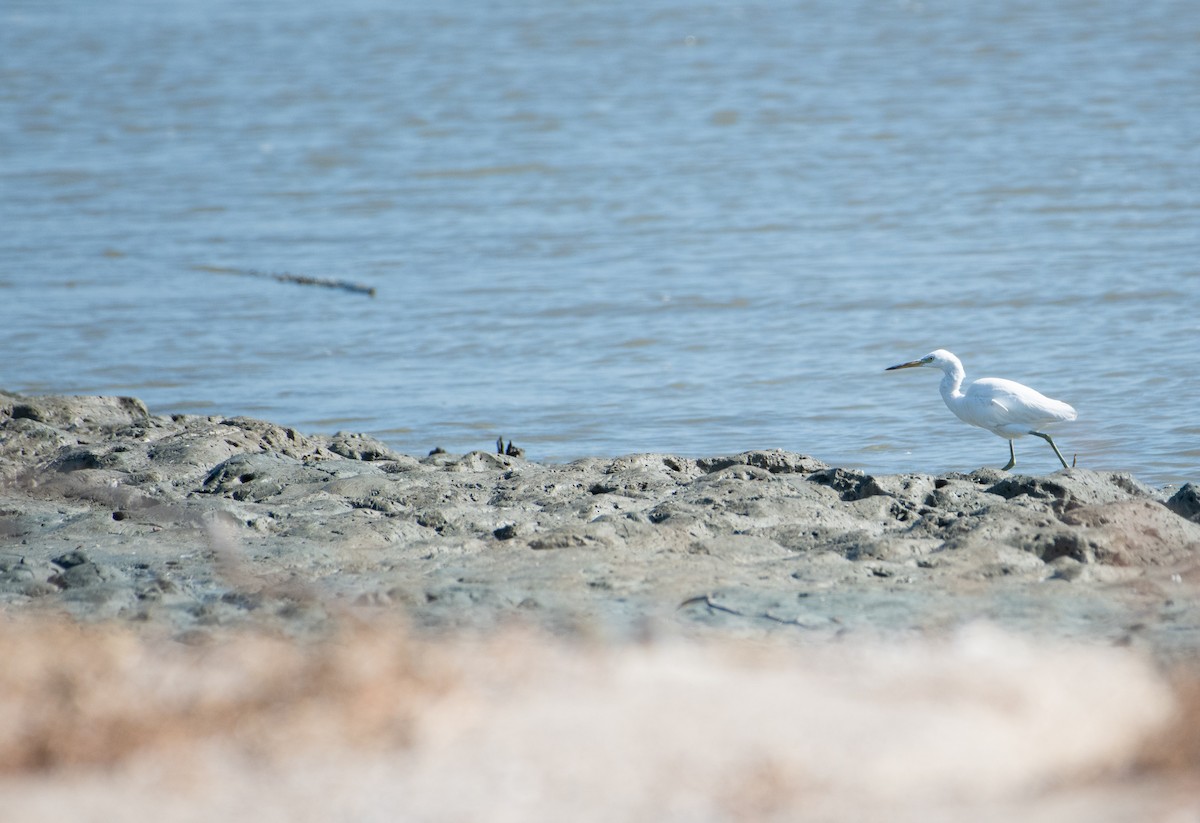 volavka žlutozobá - ML646829884