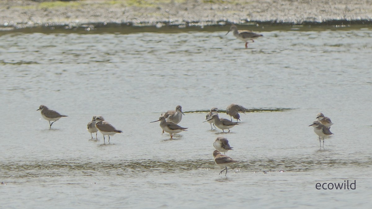 Terek Sandpiper - ML646829886