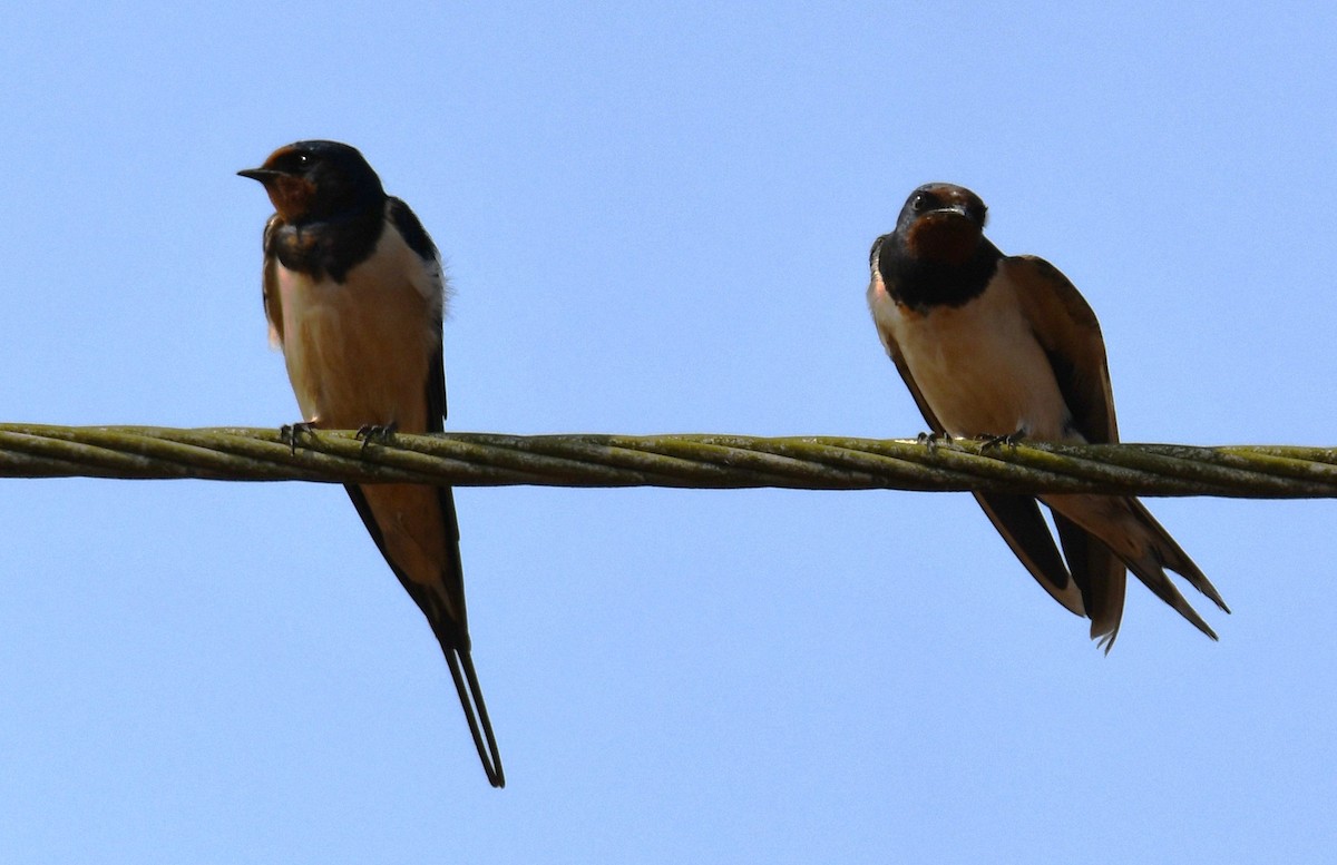 vlaštovka obecná - ML646829887