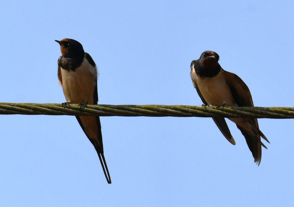 vlaštovka obecná - ML646829888