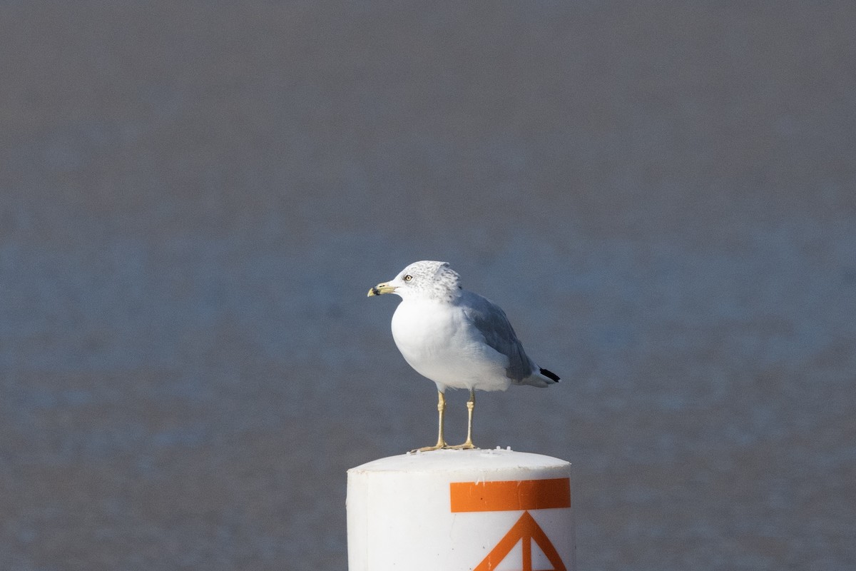 Ring-billed Gull - ML646829889