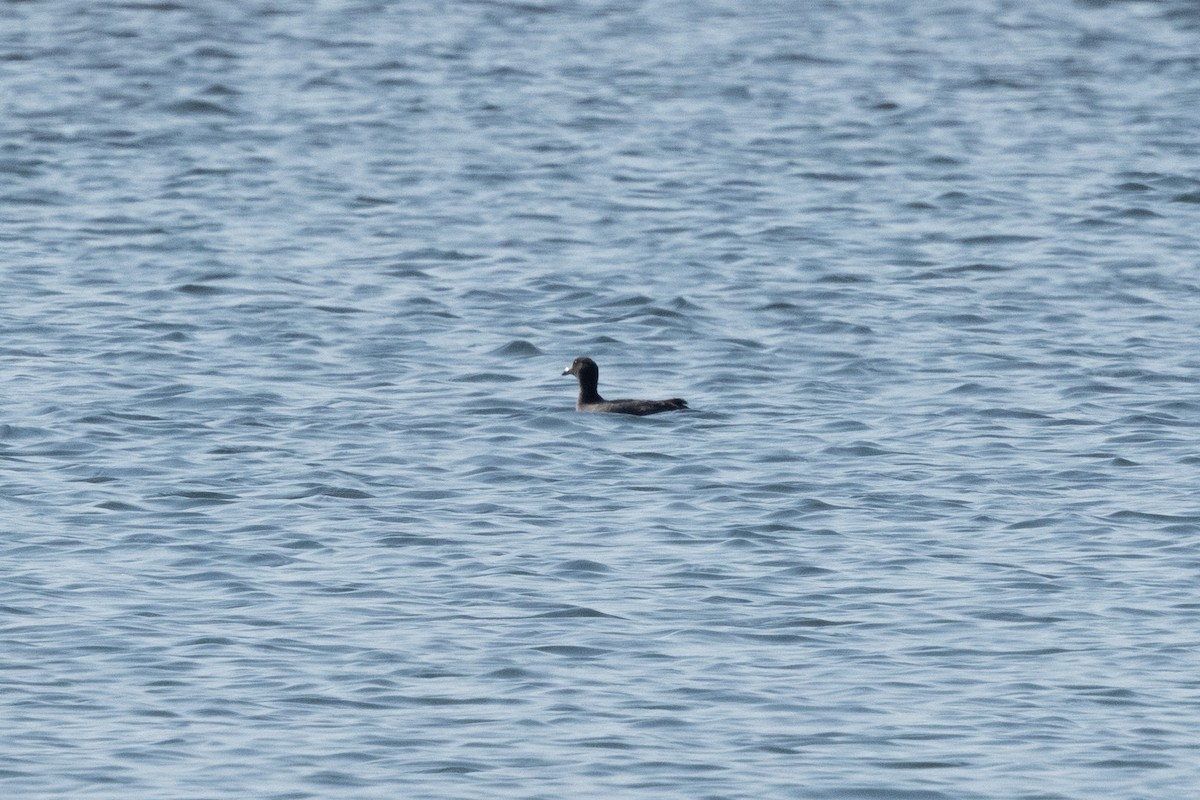 American Coot - ML646829890