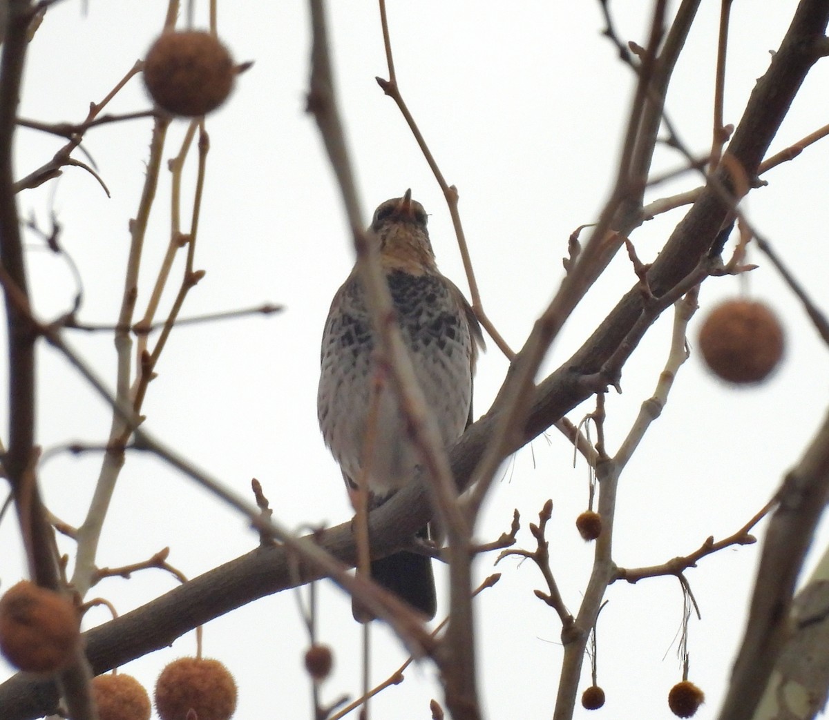 Rostflügeldrossel - ML646829892