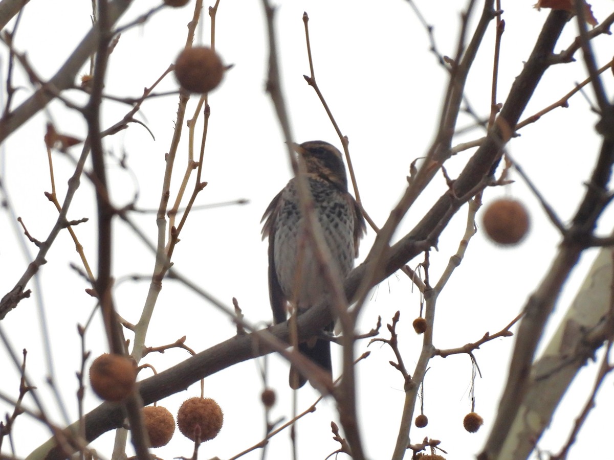 Rostflügeldrossel - ML646829893