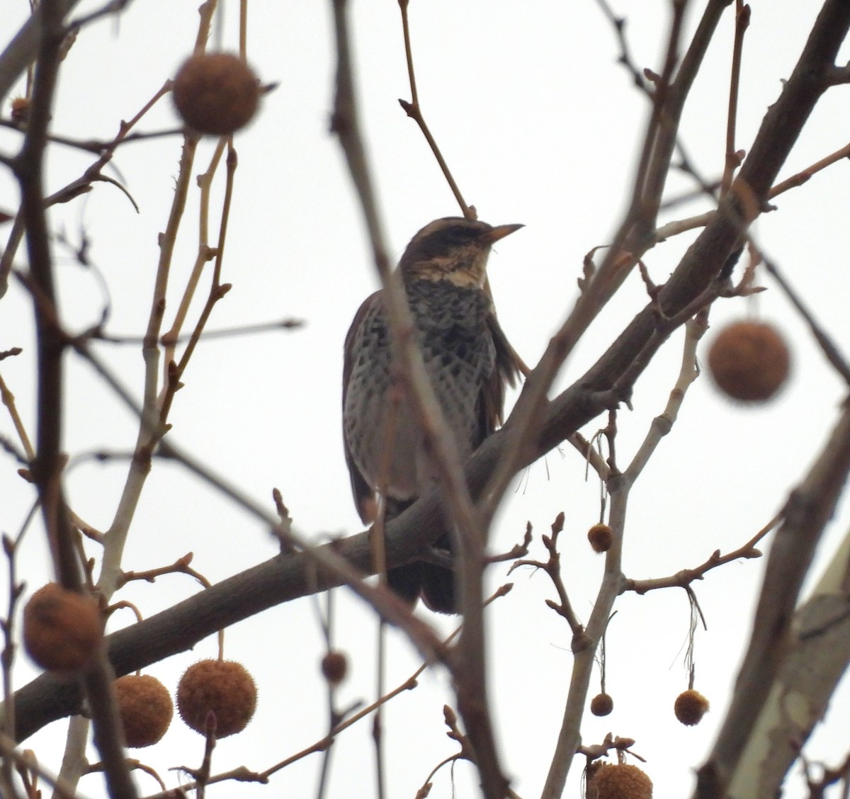 Rostflügeldrossel - ML646829894