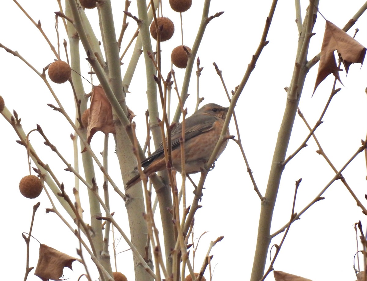 Naumann's Thrush - ML646829895