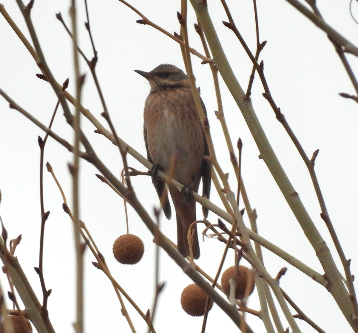 Naumann's Thrush - ML646829896