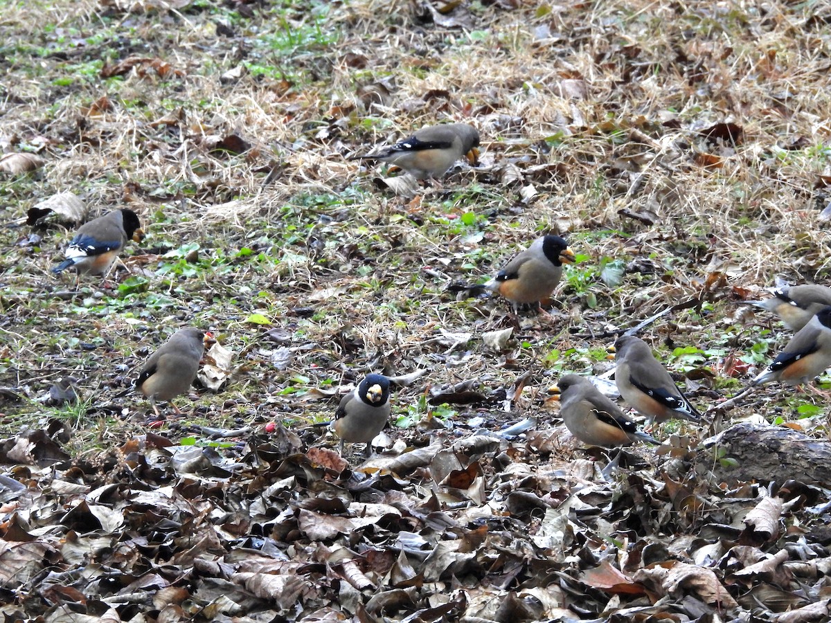 Weißhand-Kernbeißer - ML646829899