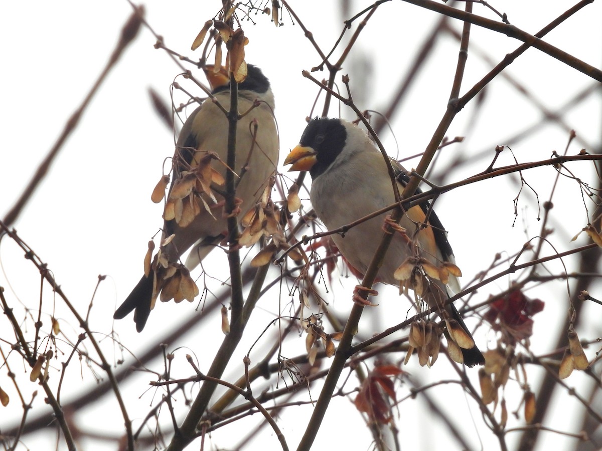 Weißhand-Kernbeißer - ML646829900