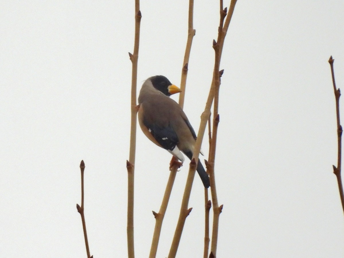 Weißhand-Kernbeißer - ML646829901