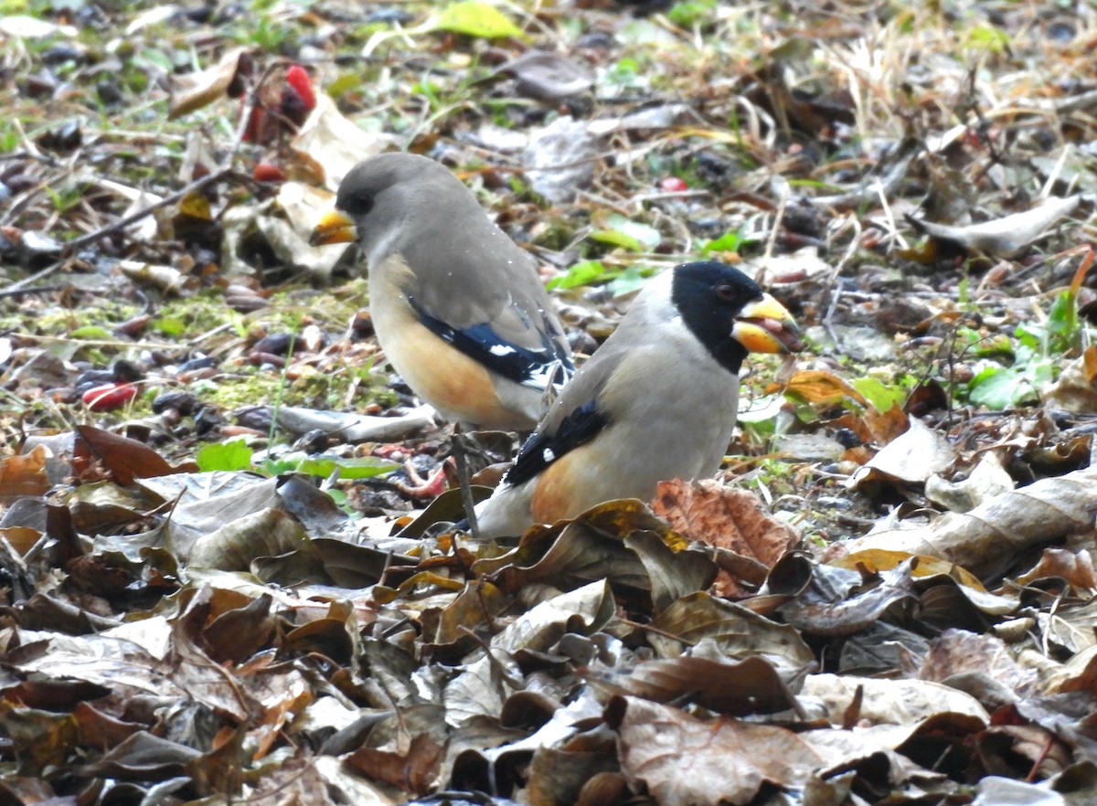 Weißhand-Kernbeißer - ML646829902