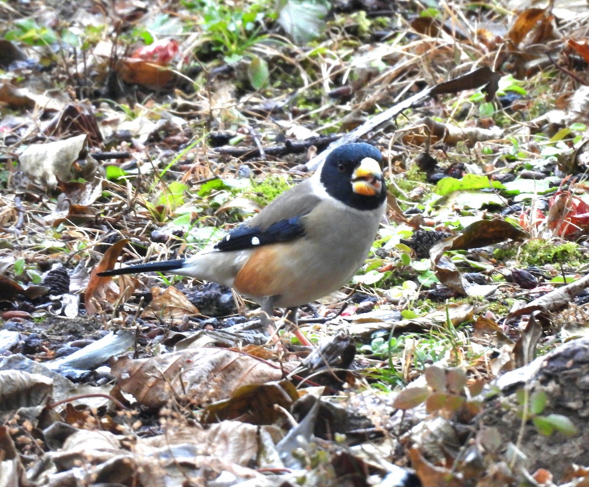 Weißhand-Kernbeißer - ML646829903