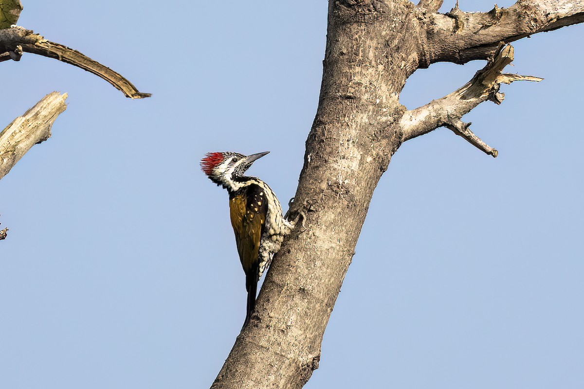 Дзьобак чорногузий - ML646829905