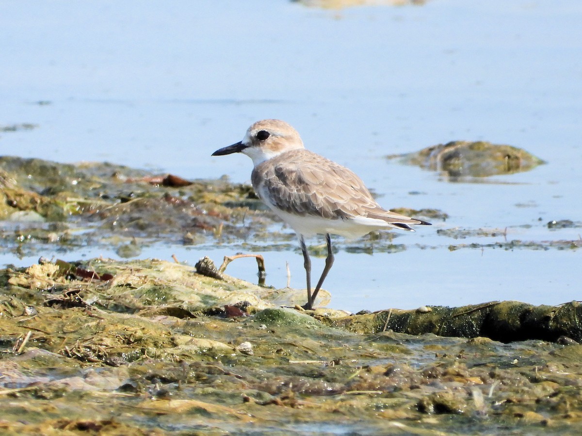 Greater Sand-Plover - ML646829913