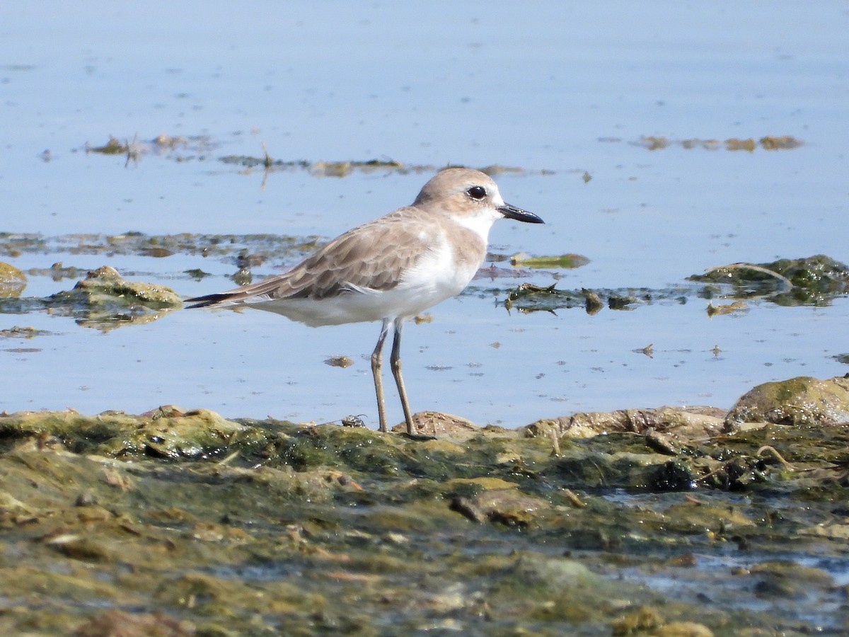 Greater Sand-Plover - ML646829914