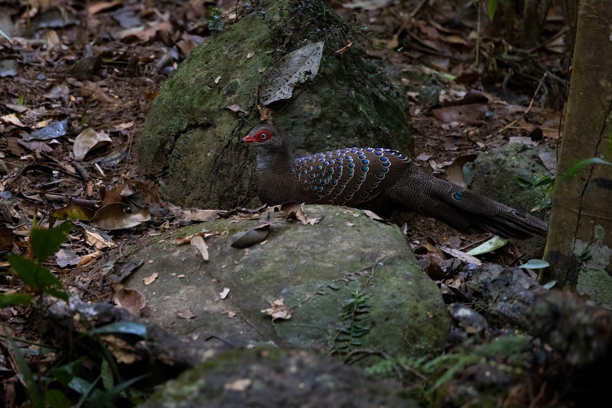 Hainan Peacock-Pheasant - ML646829921