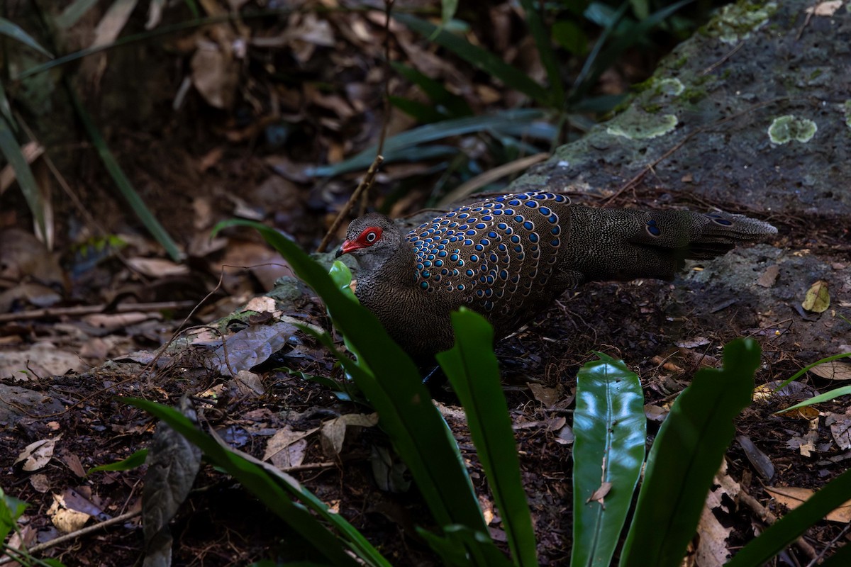 Hainan Peacock-Pheasant - ML646829922