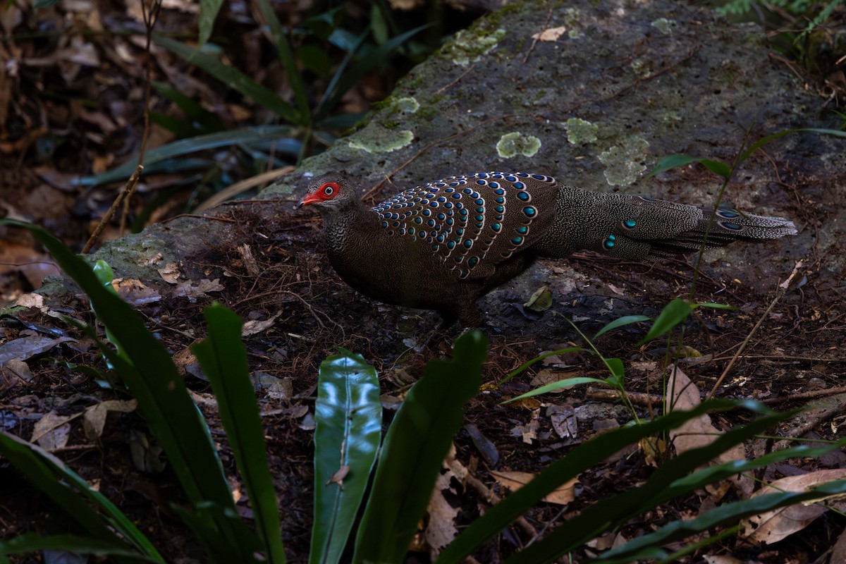 Hainan Peacock-Pheasant - ML646829923