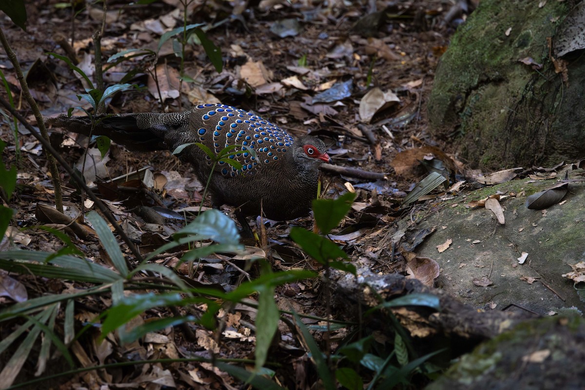 Hainan Peacock-Pheasant - ML646829924