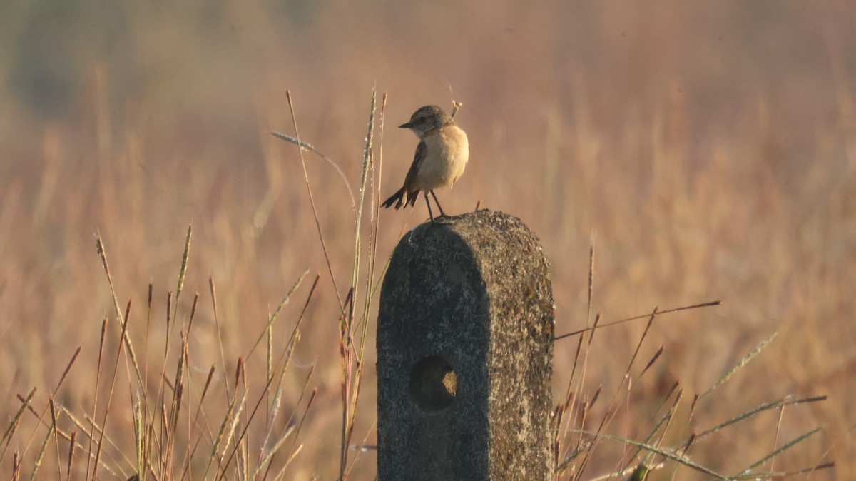 Tarabilla Siberiana - ML646829928