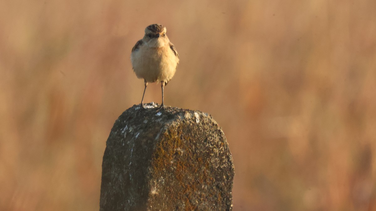 Tarabilla Siberiana - ML646829929