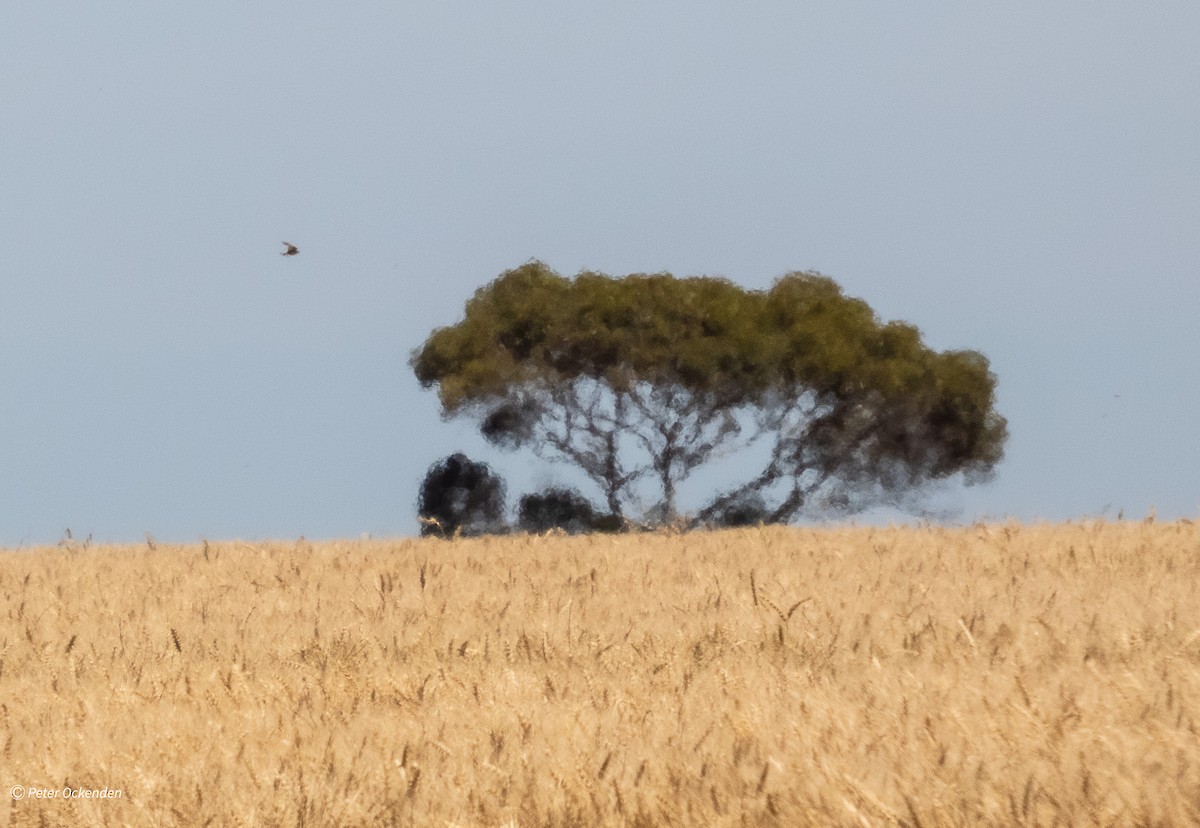歐亞雲雀 - ML646829934