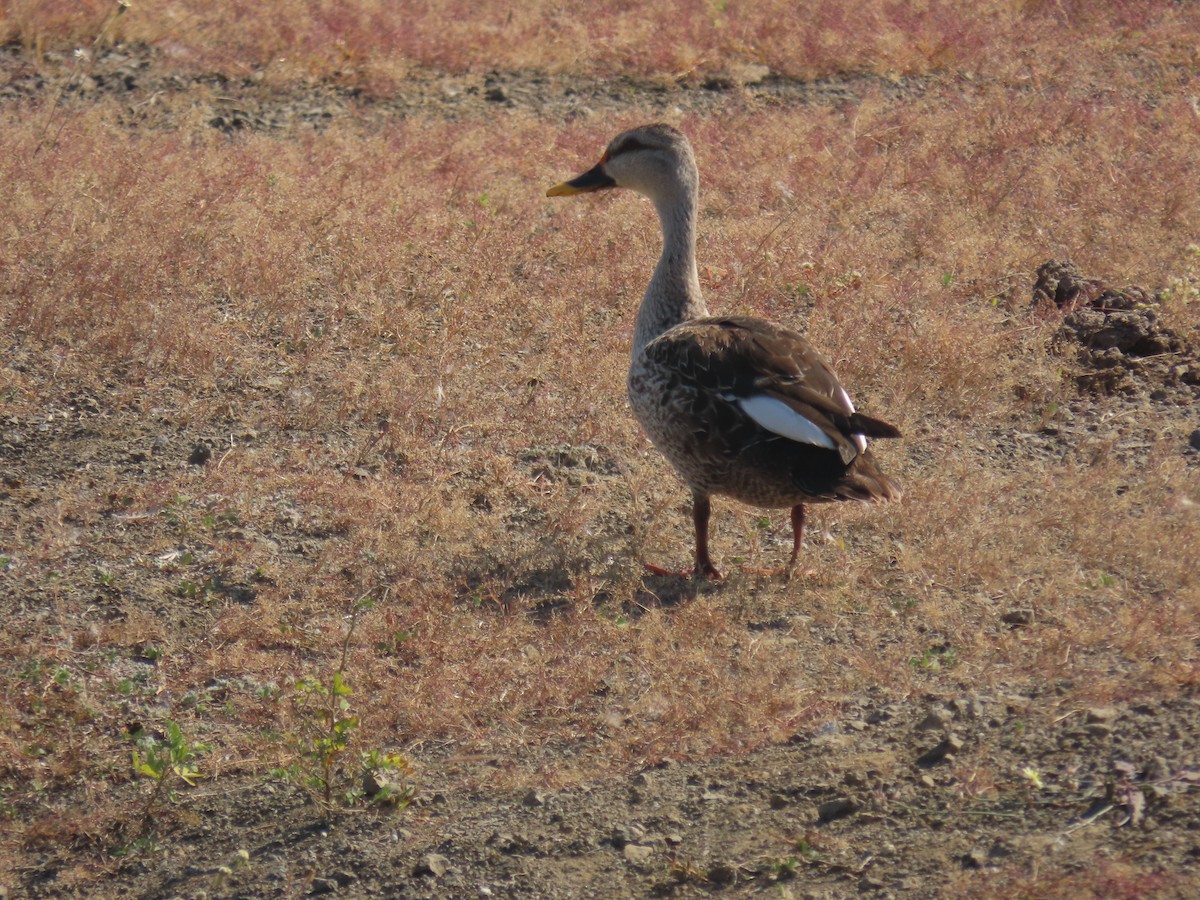 Indian Spot-billed Duck - ML646829935
